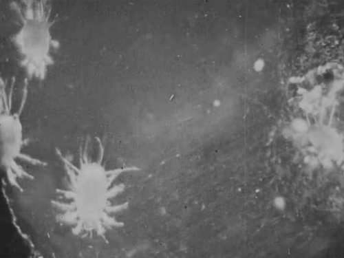 Cheese Mites, 1903 (Martin Duncan)