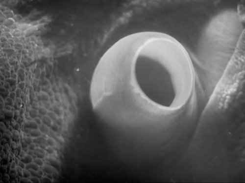 References: The octopus, 1928 (Jean Painleve)